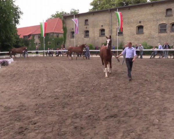 Stuten- und Fohlenschau in Warendorf 2016