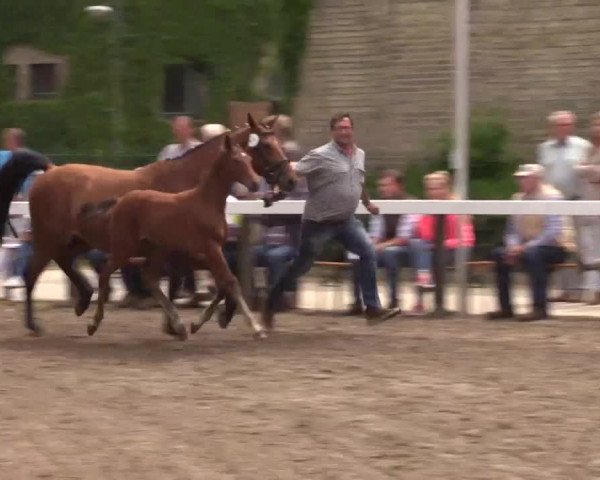 Stuten- und Fohlenschau in Warendorf 2016