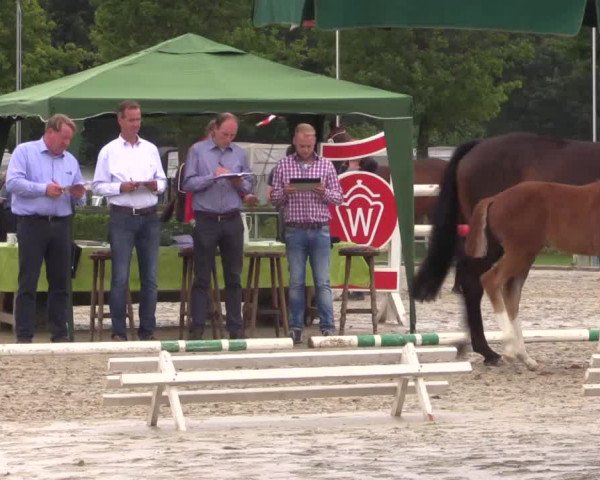 Stuten- und Fohlenschau in Münster- Albachten 2016