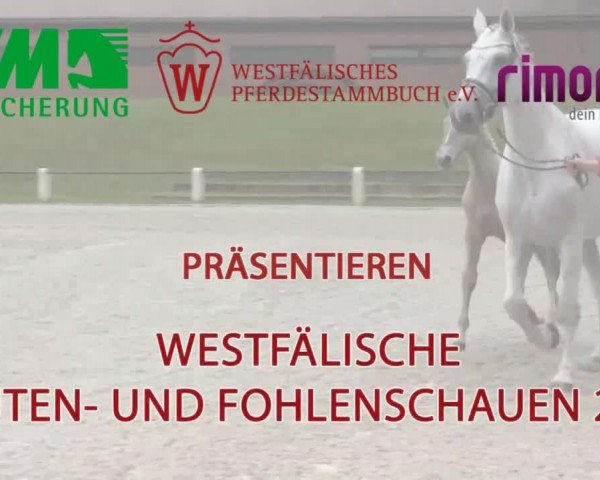 Stuten- und Fohlenschau in Wettringen 2016