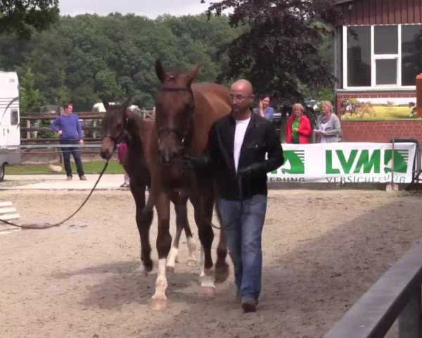 Stuten- und Fohlenschau in Münster- Albachten 2016