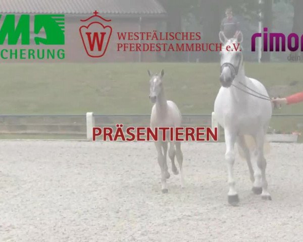 Stuten- und Fohlenschau in Unna 2016