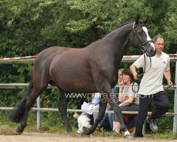 Zuchtstute Linn (Trakehner, 1999, von Friedensfürst)