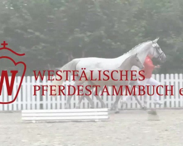 Stuten- und Fohlenschau in Warendorf 2016