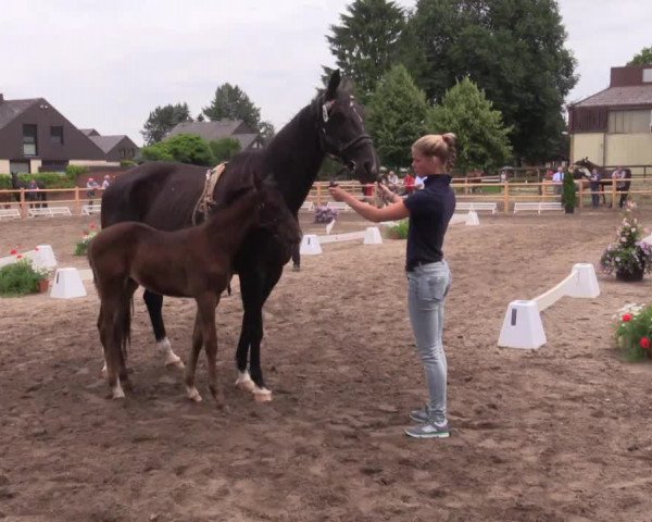 Stuten- und Fohlenschau in Warendorf 2016