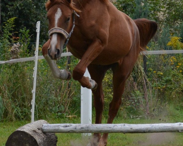 horse Lucius (German Sport Horse, 2013, from Laspari)