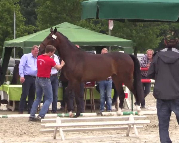 Stuten- und Fohlenschau in Münster- Albachten 2016