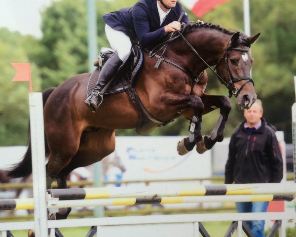Springpferd Nobleman 6 (Holsteiner, 2010, von Numero Uno)