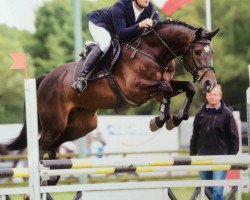 Springpferd Nobleman 6 (Holsteiner, 2010, von Numero Uno)