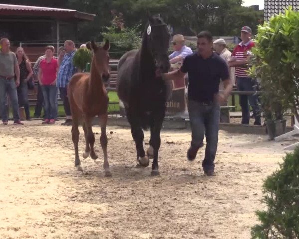 Stuten- und Fohlenschau in Emsbüren 2016