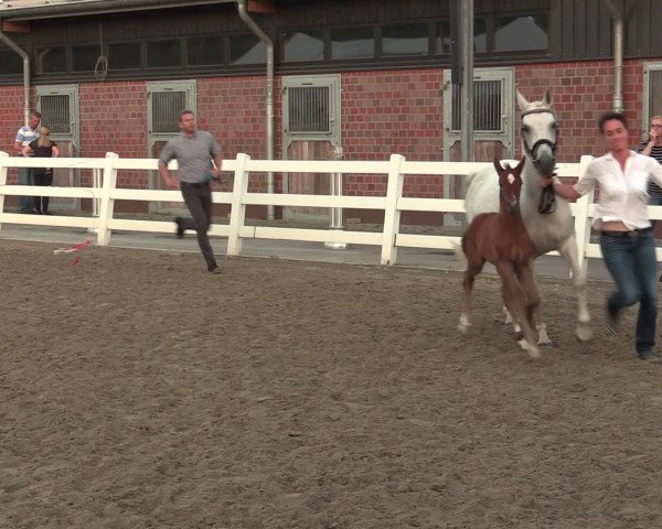 LVM Sichtung Fohlenchampionat in Unna