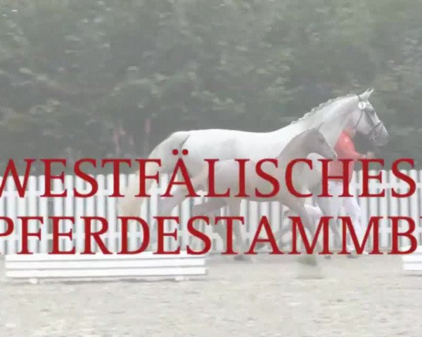 Stuten- und Fohlenschau in Delbrück 2016