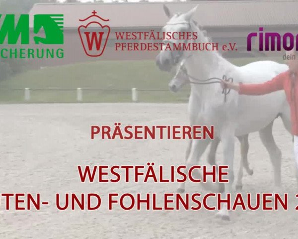 Stuten- und Fohlenschau in Delbrück 2016