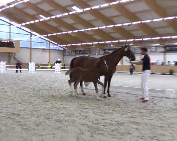 Stuten- und Fohlenschau in Riesenbeck- Hörstel 2016