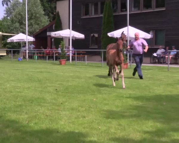 Stuten- und Fohlenschau in Delbrück 2016
