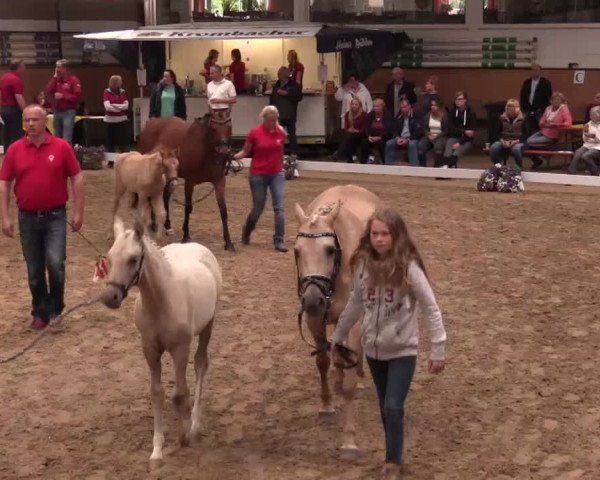 Stuten- und Fohlenschau in Marl 2016