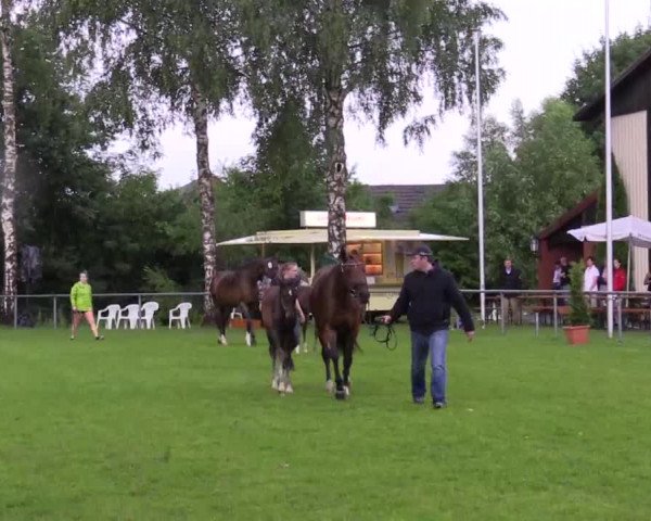 Stuten- und Fohlenschau in Delbrück 2016
