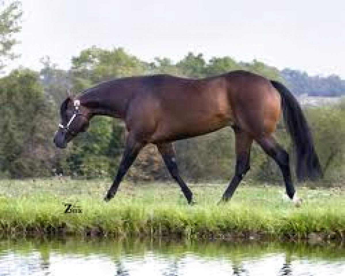Deckhengst Lazy Loper (Quarter Horse,  )