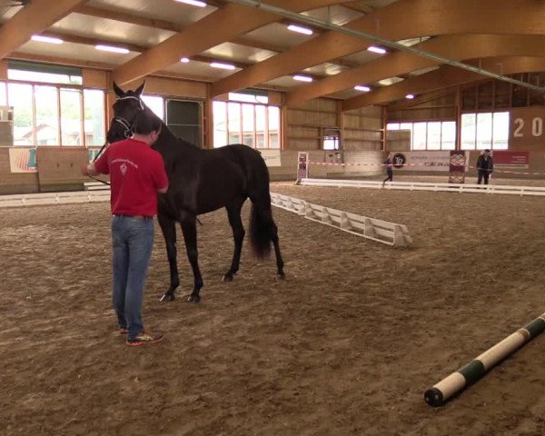 Stuten- und Fohlenschau in Coesfeld 2016