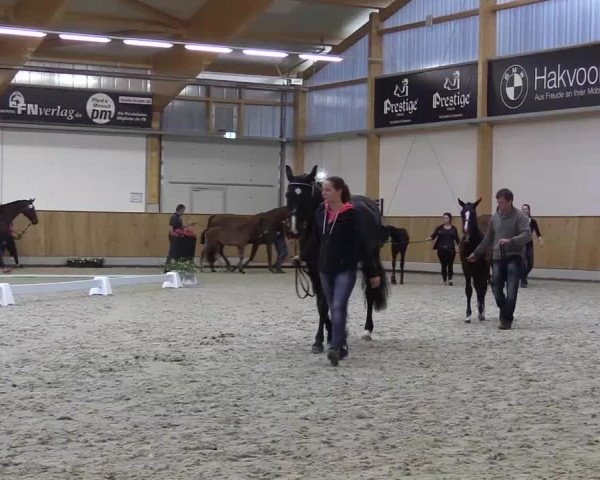 Stuten- und Fohlenschau in Riesenbeck- Hörstel 2016
