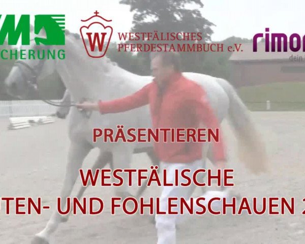 Stuten- und Fohlenschau in Ennigerloh 2016