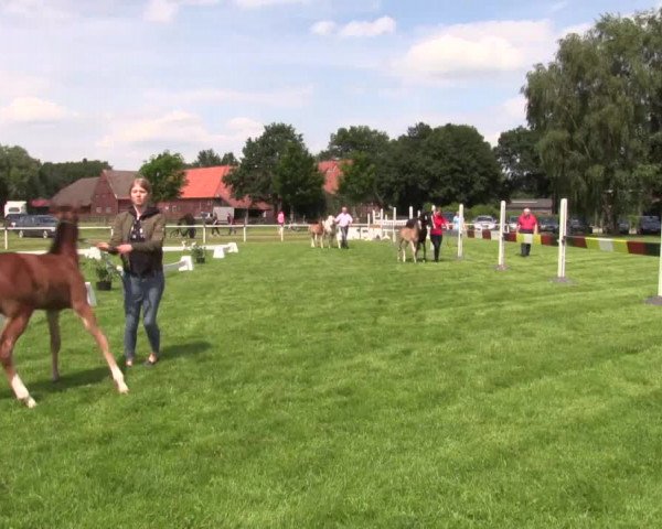 Stuten- und Fohlenschau in Ennigerloh 2016