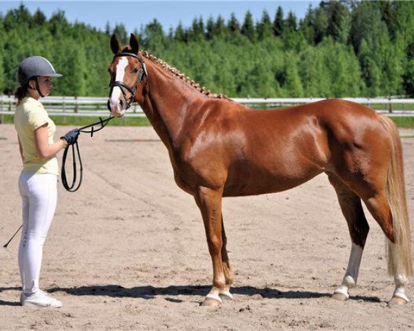 broodmare Pia 91 RP (German Riding Pony, 2000, from Playboy)