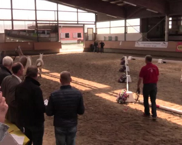 Stuten- und Fohlenschau in Marl 2016