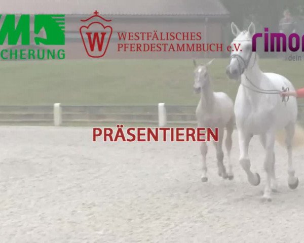 Stuten- und Fohlenschau in Ennigerloh 2016