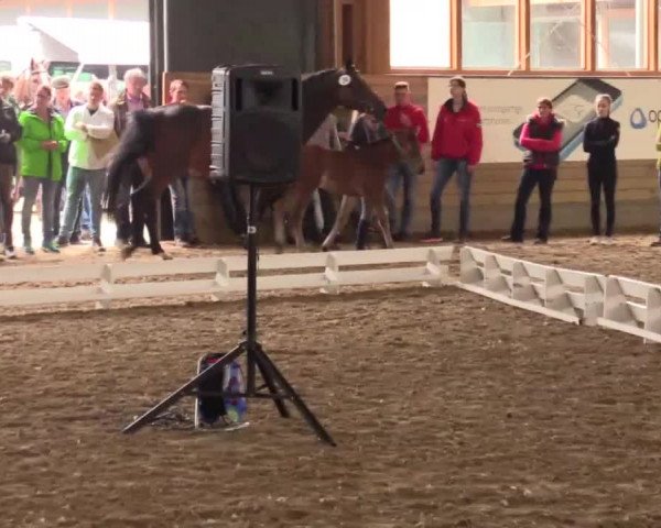Stuten- und Fohlenschau in Coesfeld 2016