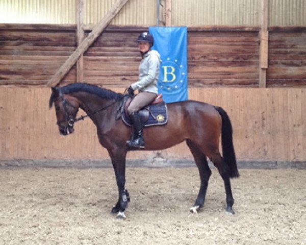 Pferd Georgina (Bayer, 2010, von Question D'Honneur B)