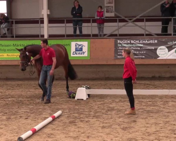 Stuten- und Fohlenschau in Marl 2016