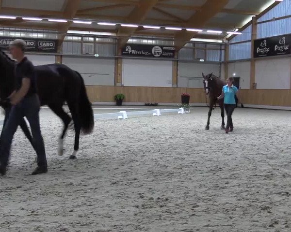 Stuten- und Fohlenschau in Riesenbeck- Hörstel 2016