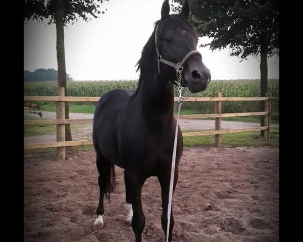 horse Romario 56 (Oldenburg, 2001, from Rouletto)