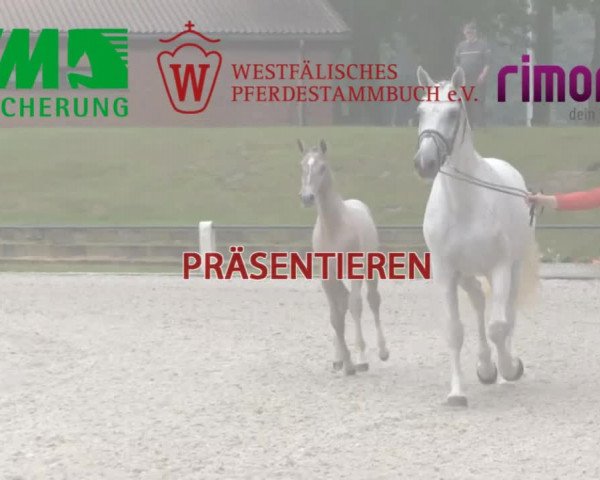Stuten- und Fohlenschau in Coesfeld 2016