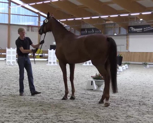 Stuten- und Fohlenschau in Riesenbeck- Hörstel 2016