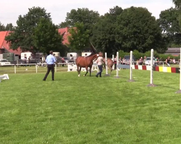 Stuten- und Fohlenschau in Ennigerloh 2016