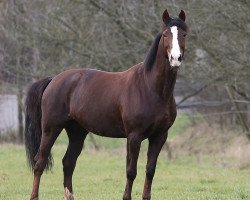broodmare Masallah 2 (Polish Warmblood, 2003, from Dyskobol)
