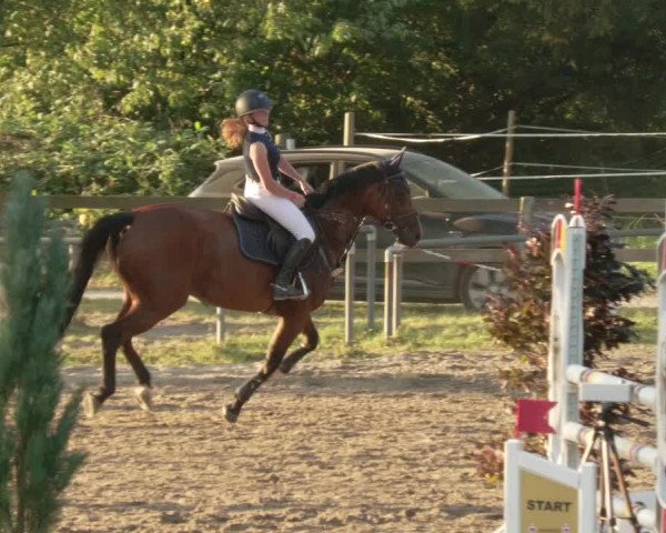 Springturnier und Reiterfest Königsbach 2021