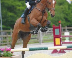 jumper Vrai Chique Jvh Z (Zangersheide riding horse, 2009, from Verdi)