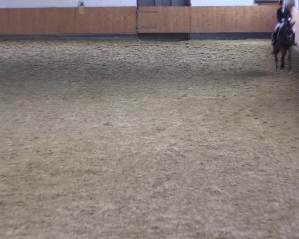Reitturnier Datteln 2021