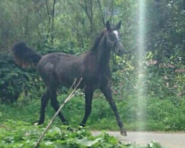 horse Diego Bouquet (Westphalian, 2014, from Dibadu L)