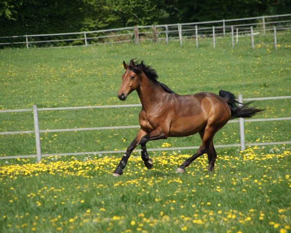 dressage horse Cash 178 (Holsteiner, 2007, from Canto)