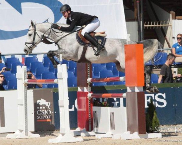 Springpferd Sadesso (Oldenburger Springpferd, 2007, von Sandro Boy)