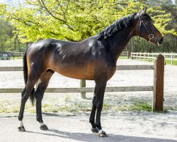 jumper Commander Hk Z (Zangersheide riding horse, 2016, from Comme il Faut)