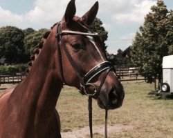 dressage horse Ratatouille 8 (Hanoverian, 2010, from Rotspon)