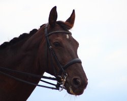 dressage horse Picador 29 (Oldenburg, 2000, from Pik Noir)