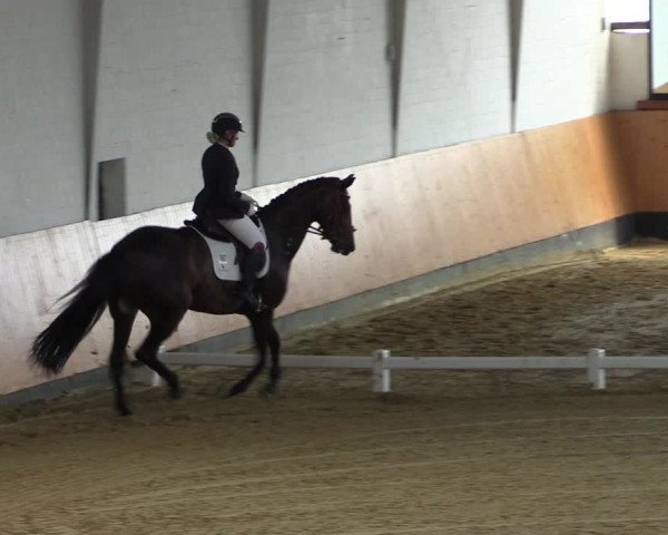 Reitturnier Datteln 2021