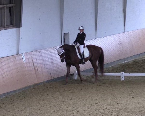 Reitturnier Datteln 2021