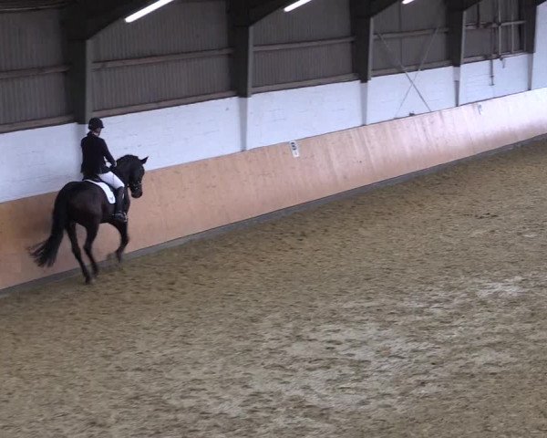 Reitturnier Datteln 2021